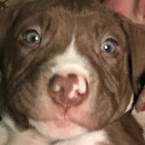 Meet your Posher, Dani